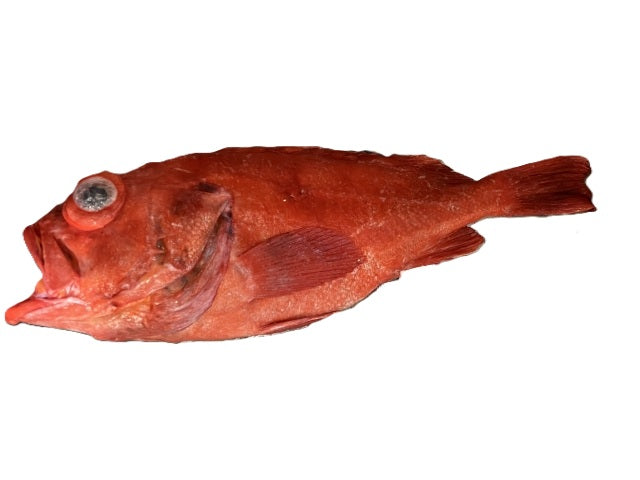 アコウダイ_ロッド