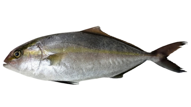 カンパチ_ロッド