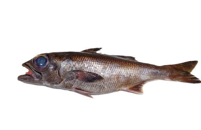 クロムツ_ロッド