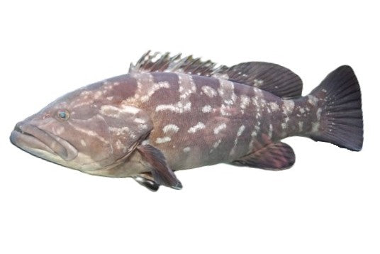 モロコ/クエ_ロッド