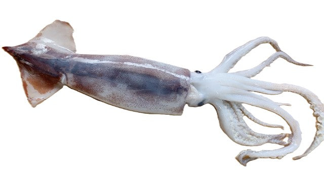 ヤリイカ・スルメ・ケンサキ_ロッド