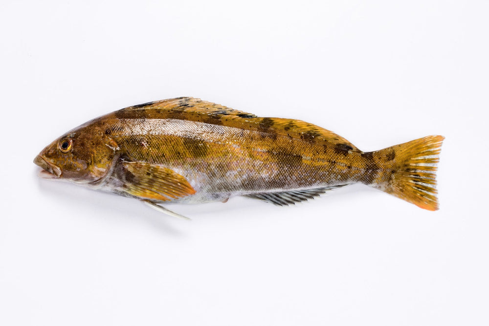 アイナメ_ロッド