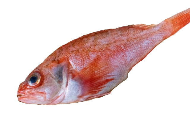 アカムツ_ロッド