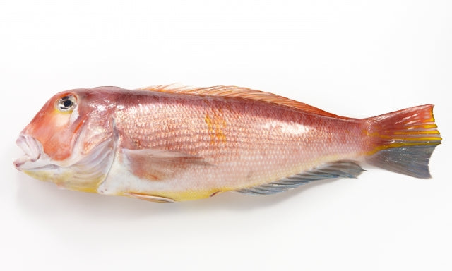 アマダイ_ロッド