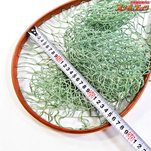 【ワイズカスタム】 ランディングネット ストレート 全長60cm ネット内径40x26cm 渓流 ネイティブ WISE-CUSTOM LANDING NET K_100